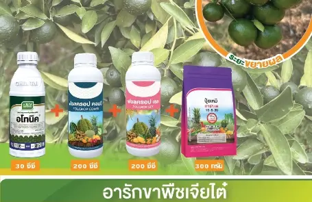 ขยายผลส้มไว