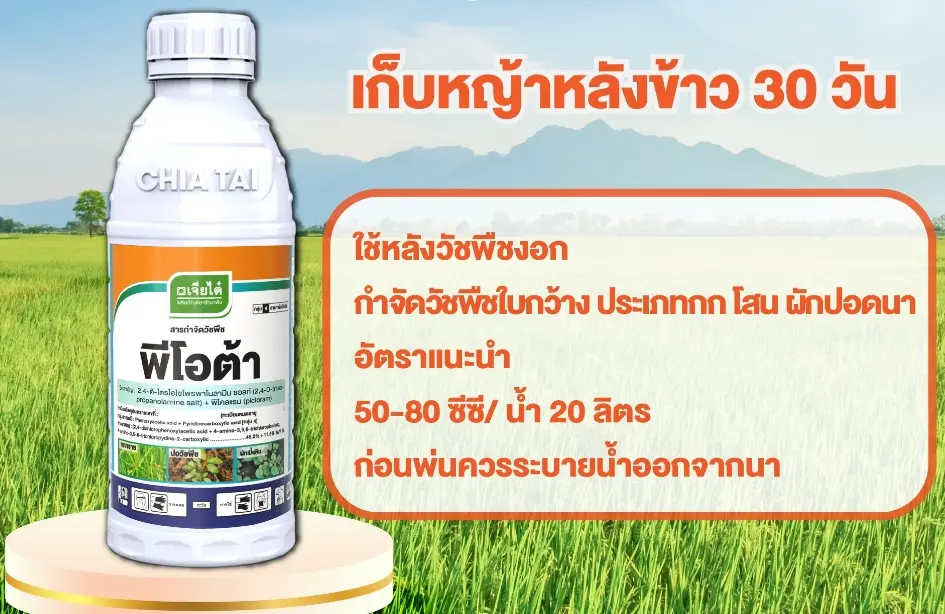 เดย์รอน