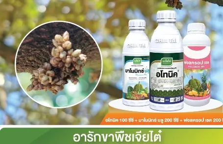 กรุมก้า