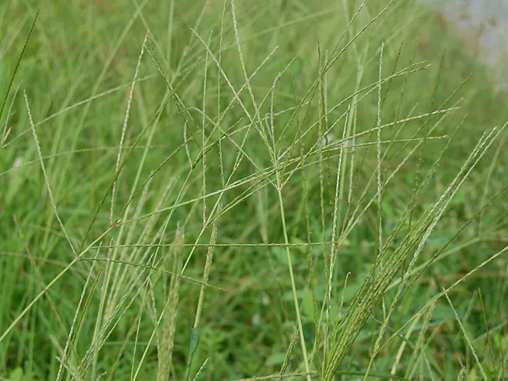 หญ้าตีนนก