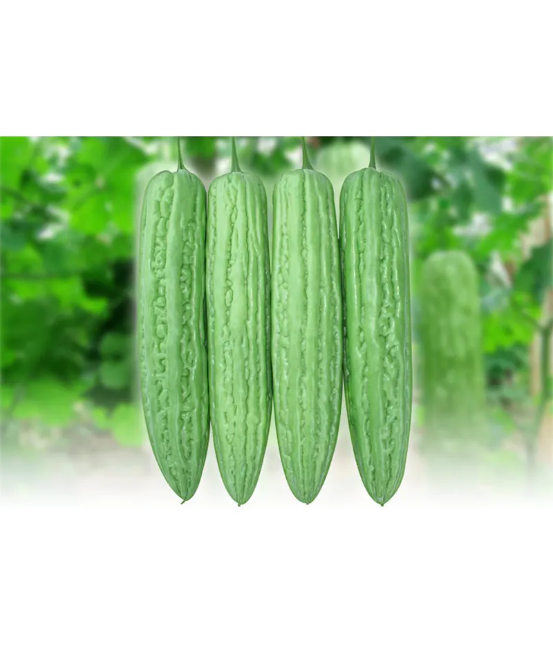Bitter Gourd