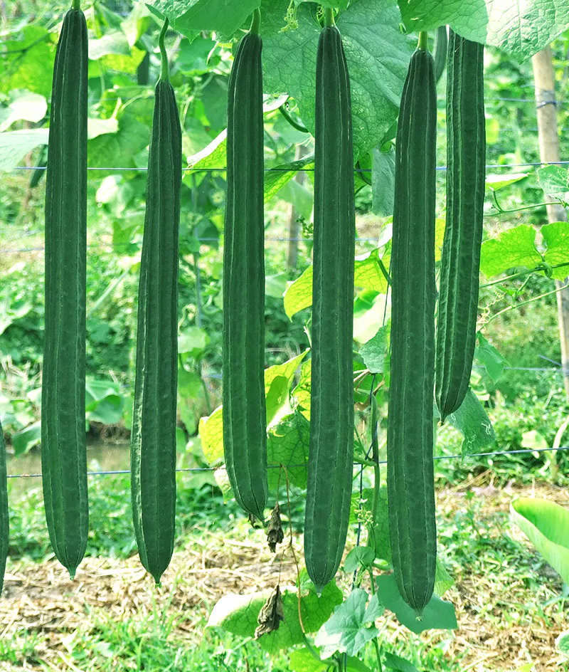 Luffa