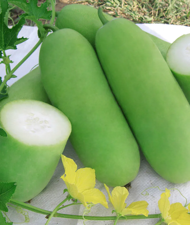 Wax Gourd
