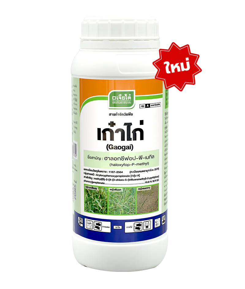 เก๋าไก่