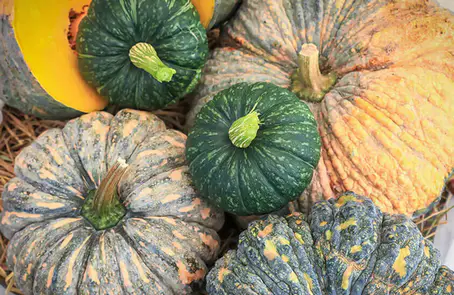 ฟักทองเจียไต๋ ปลูกง่าย ขายดี สร้างอนาคตมั่นคง