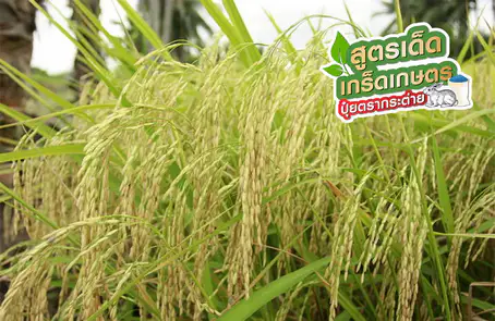 การจัดการดินและธาตุอาหาร สำหรับนาข้าว