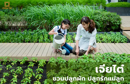 เจียไต๋ ชวนปลูกผัก ปลูกรักแม่ลูก สร้างแหล่งอาหารคุณภาพได้ง่า