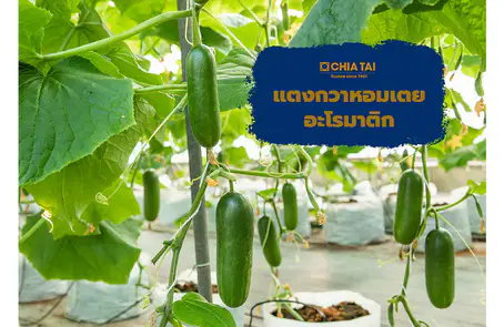 แตงกวาหอมเตย อะโรมาติก เจียไต๋