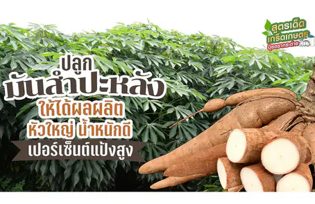 ปลูกมันสำปะหลังให้ได้ผลผลิตดี ตอนที่1