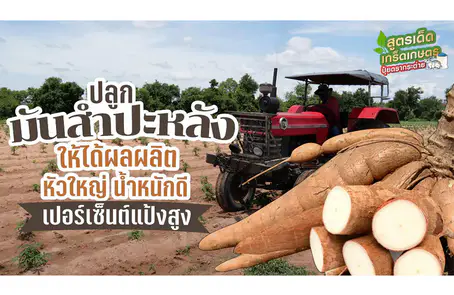 ขั้นตอนการปลูกและการบำรุง ให้มันสำปะหลังหัวใหญ่ น้ำหนักดี