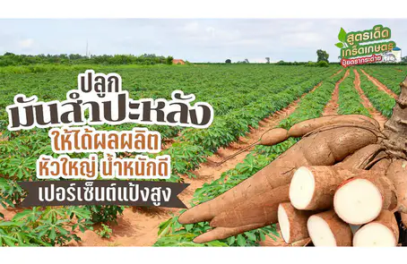 การดูแลมันสำปะหลังระหว่างการเพาะปลูก ความสำคัญของน้ำ