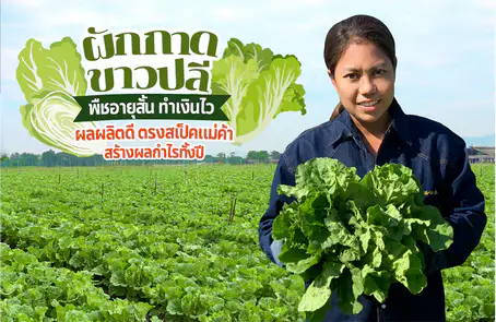 ผักกาดขาวปลี พืชอายุสั้นทำเงินไว ผลผลิตดีตรงสเป็คแม่ค้า