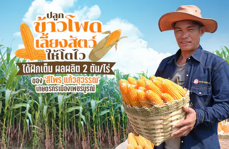 ปลูกข้าวโพดเลี้ยงสัตว์