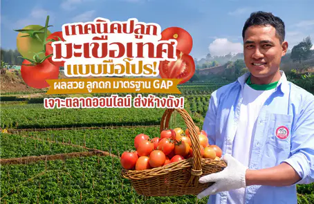 เทคนิคปลูกมะเขือเทศ แบบมือโปร