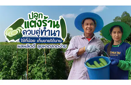 เจาะความสำเร็จมือใหม่ “ปลูกแตงร้าน”
