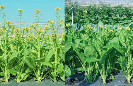 กวางตุ้งดอกลูกผสมสายพันธุ์แรกของไทย เจียไต๋