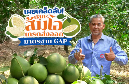 เคล็ดลับปลูก “ส้มโอ” เกรดส่งออกได้มาตรฐาน GAP ปุ๋ยตรากระต่าย