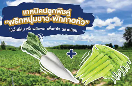 เทคนิคปลูกพืชคู่ “พริกหนุ่มขาว-ผักกาดหัว”