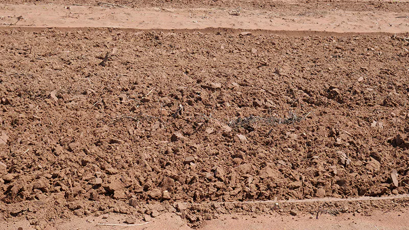 การเตรียมดินปลูกมันสำปะหลัง