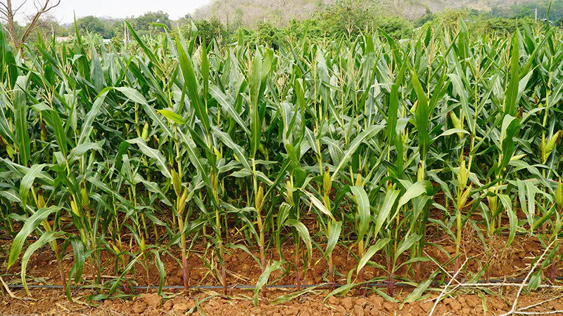 “ข้าวโพดเลี้ยงสัตว์” ปลูกง่าย แต่ปลูกให้ได้น้ำหนักดี ต้องรู้