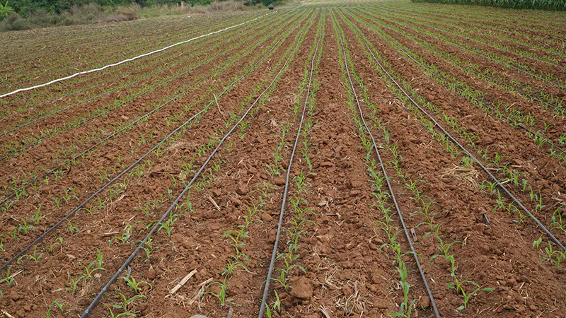 ข้าวโพดเลี้ยงสัตว์ฤดูแล้ง จะปลูกด้วยระบบน้ำหยด ช่วยให้ได้น้ำ