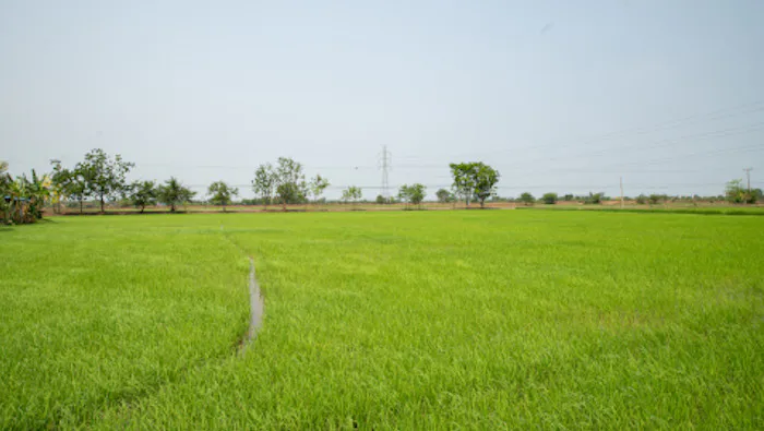 เคล็ดลับการฟื้นฟูดิน