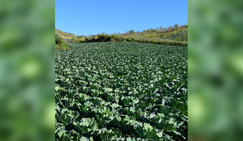 ปลูกกะหล่ำปลีให้ประสบผลสำเร็จในแบบฉบับของผู้ใหญ่ใจ	