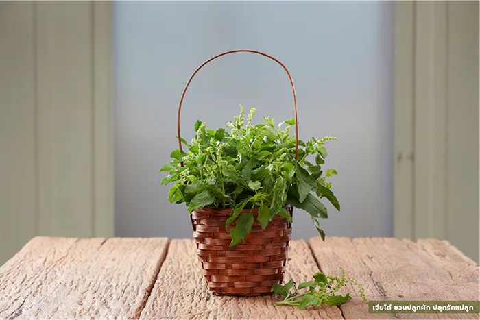 เจียไต๋ ชวนปลูกผัก ปลูกรักแม่ลูก กระเพรา