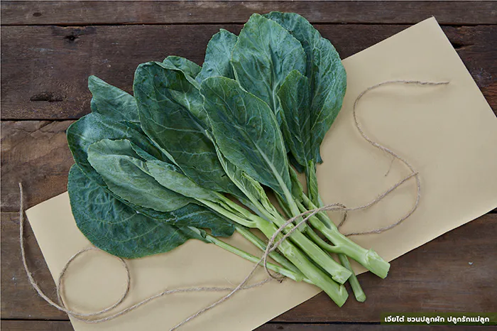 เจียไต๋ ชวนปลูกผัก ปลูกรักแม่ลูก คะน้า