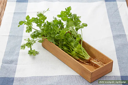 เจียไต๋ ชวนปลูกผัก ปลูกรักแม่ลูก ผักชี