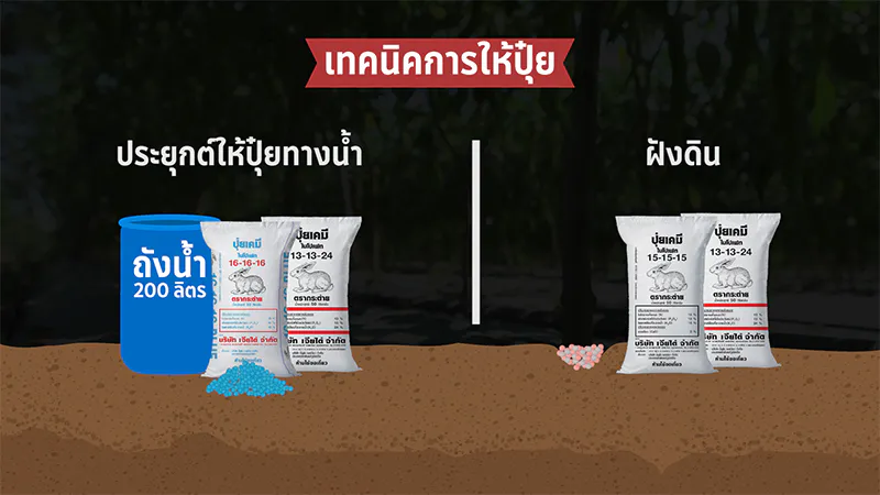 ปลูกพริกหนุ่มคุณภาพดี พริกเจียไต๋ ปุ๋ยตรากระต่าย