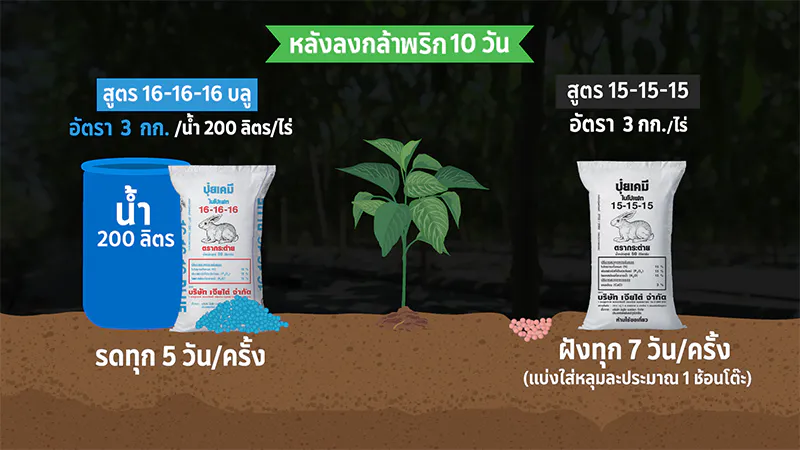 ปลูกพริกหนุ่มคุณภาพดี พริกเจียไต๋ ปุ๋ยตรากระต่าย