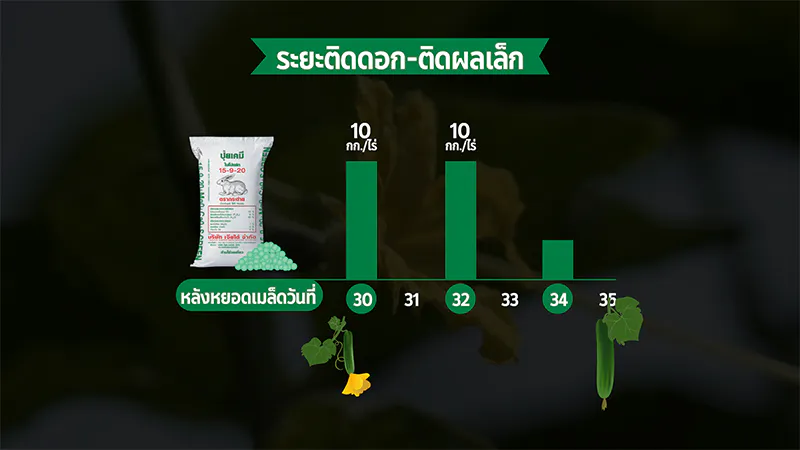 แตงร้าน ปุ๋ยตรากระต่าย เจียไต๋