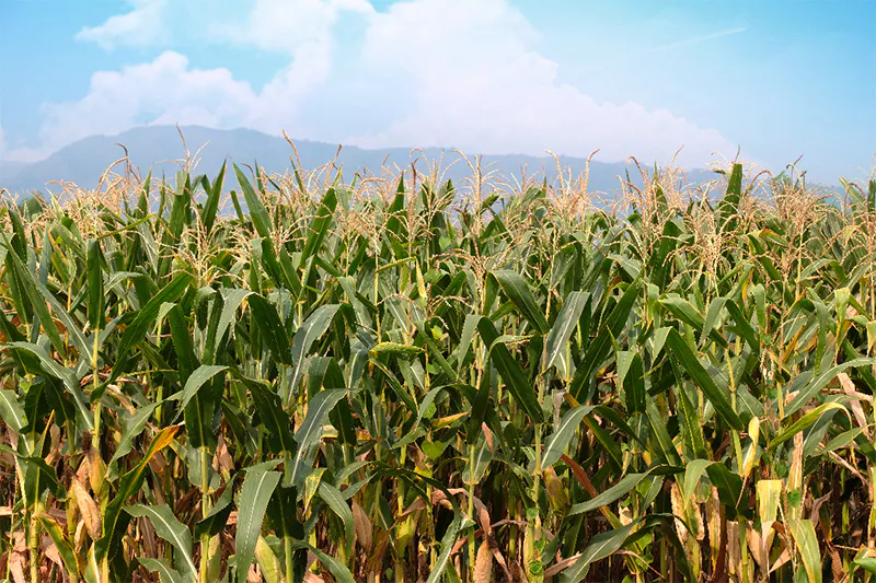 ข้าวโพดเลี้ยงสัตว์